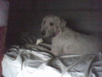 Bob Whitney profile photo