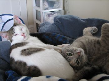 Leahandpets profile photo