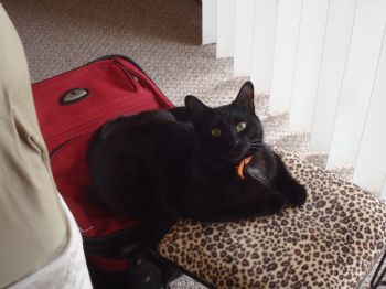 IrishLuck profile photo