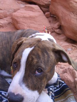 EhFenrir profile photo