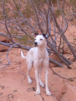 EhFenrir profile photo