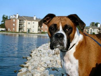 boxerkate04 profile photo