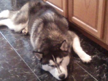 Chellbell profile photo