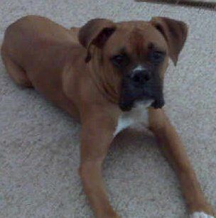 ackdogg72 profile photo