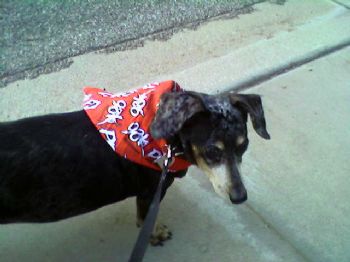 azmermaid profile photo