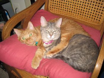 medlmnscus profile photo