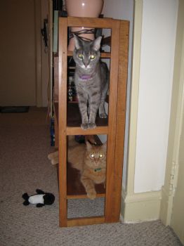 medlmnscus profile photo