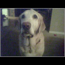 lwiechel profile photo