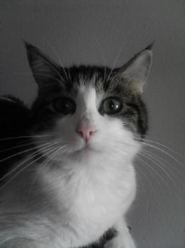 OUSweetheart profile photo