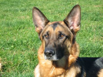 gsdbreed1 profile photo