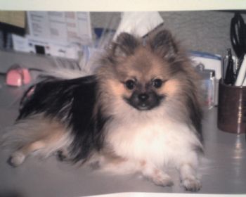 pixie01 profile photo