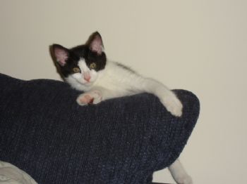 Bozzie profile photo