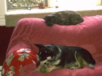 cheryl73 profile photo