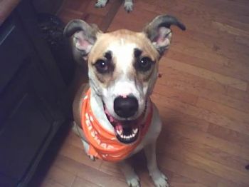 aadaveaa profile photo