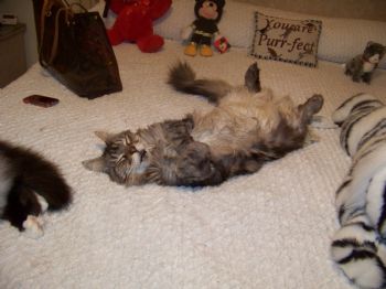 icucicu profile photo