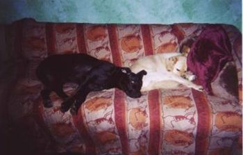 scarletp profile photo