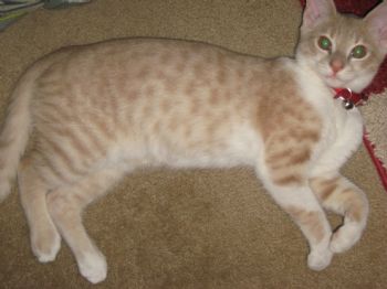 hgoodson profile photo