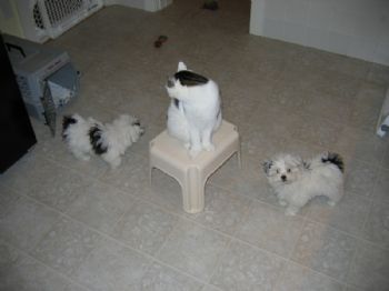 Ozziggy profile photo