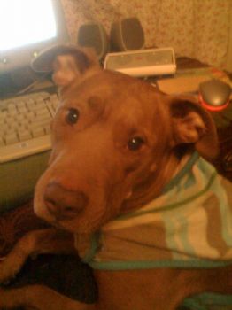 rosebud77 profile photo