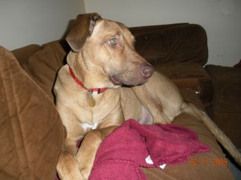 kattface profile photo