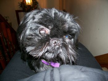 dpavlic profile photo