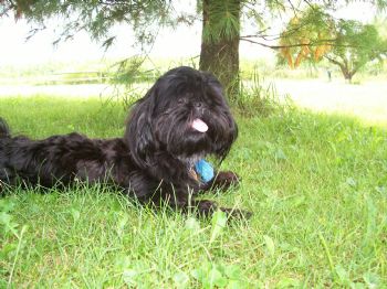 dpavlic profile photo