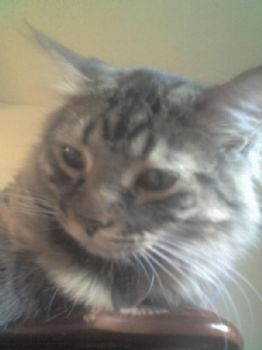 awhitney83 profile photo