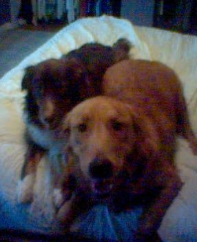 cozziesheila profile photo