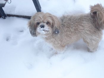 psantos profile photo