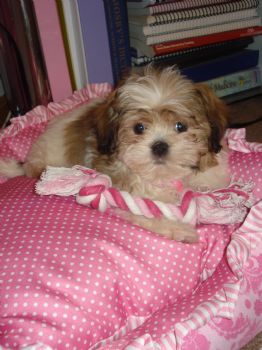 vgriffin profile photo