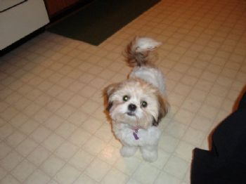 vgriffin profile photo