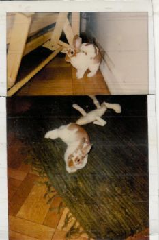 jeniwren profile photo