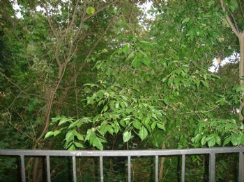 metarebel profile photo