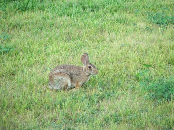 betsytaub profile photo
