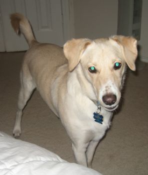 teifflerase profile photo