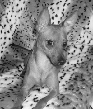 sweetmandie profile photo