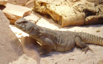 iduskpr profile photo