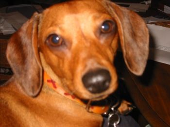 scubast3 profile photo