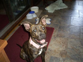 Foxx087 profile photo