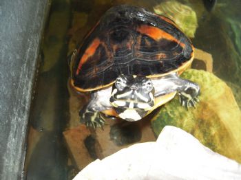 lareina profile photo