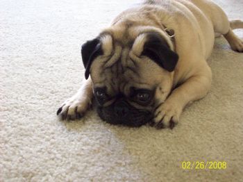 Dsheppard profile photo