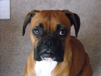 kittiekatt23 profile photo