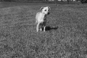 redlite profile photo