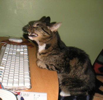 catsup profile photo