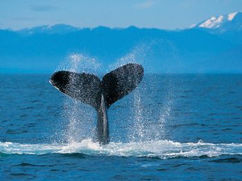 dpaul561 profile photo