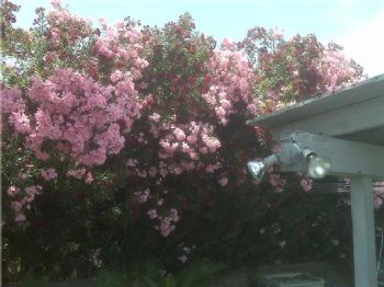 rwiese profile photo