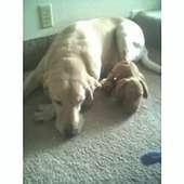 rwiese profile photo