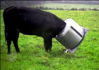 moocow profile photo