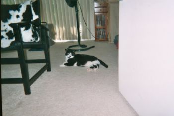 smirasolo profile photo