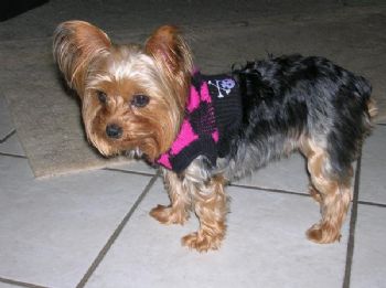 suzyfoco profile photo